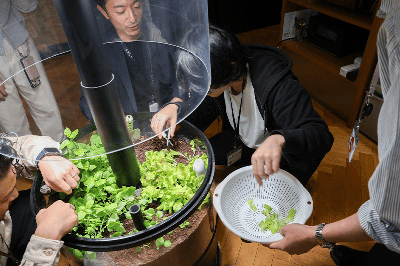 間引きにチャレンジ