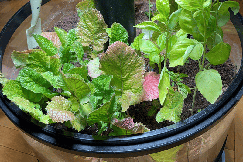 いよいよ収穫祭