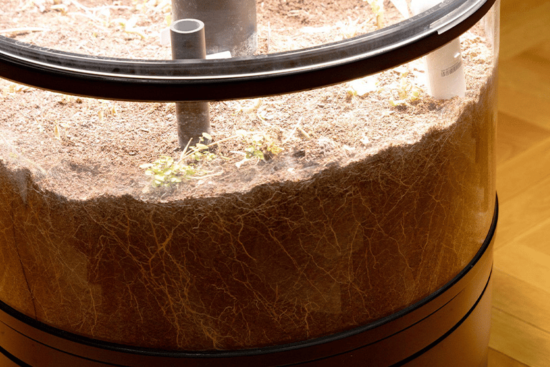 張り巡らされた無数の根っこがわかる写真